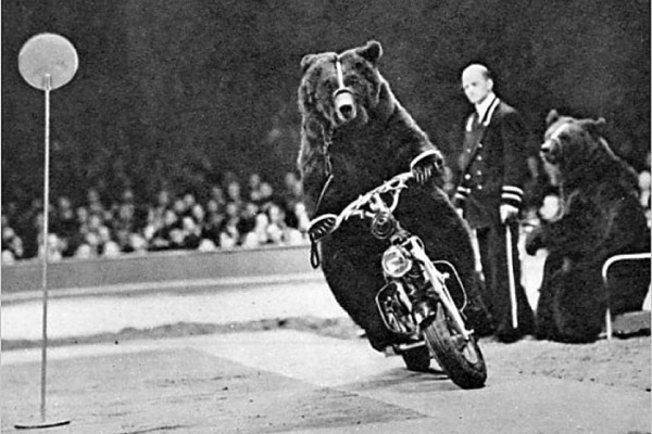 Old Picture Circus Bear Riding on Motorcycle
